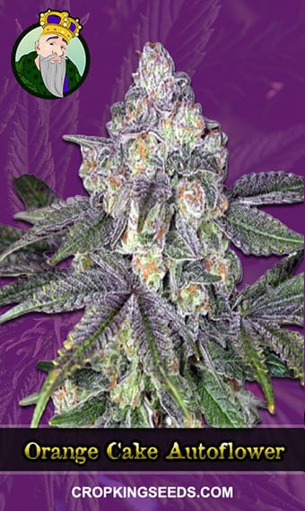 orange-cake-autoflowering-image