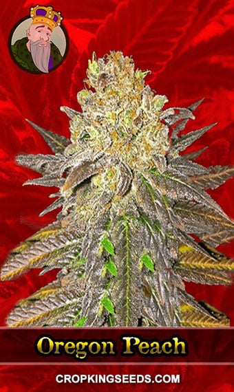 oregon-peach-feminized-image