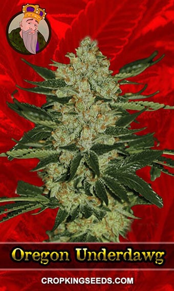 oregon-underdawg-feminized-image