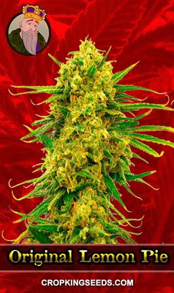 original-lemon-pie-feminized-image