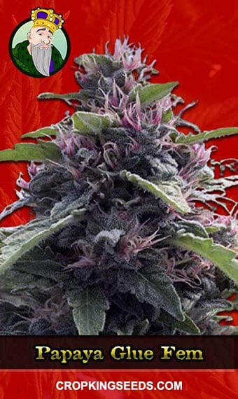 papaya-glue-feminized-image