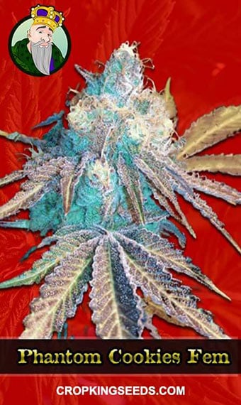 phantom-cookies-feminized-image