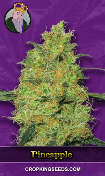 pineapple-autoflower-image