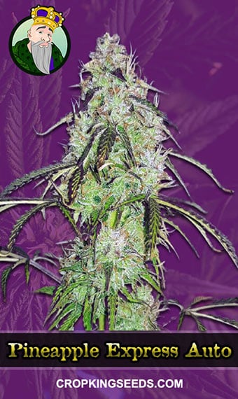 pineapple-express-autoflowering-image