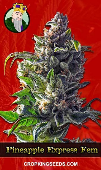 pineapple-express-feminized-image