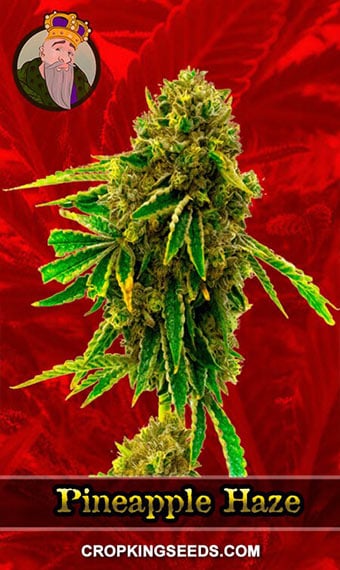 pineapple-haze-feminized-image