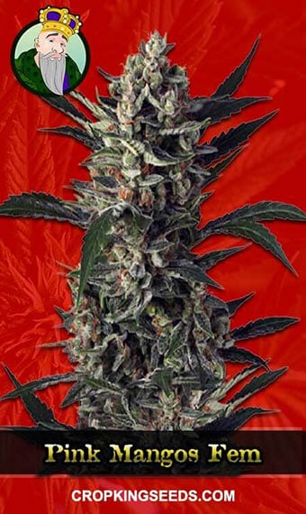 pink-mango-feminized-marijuana-strain-image