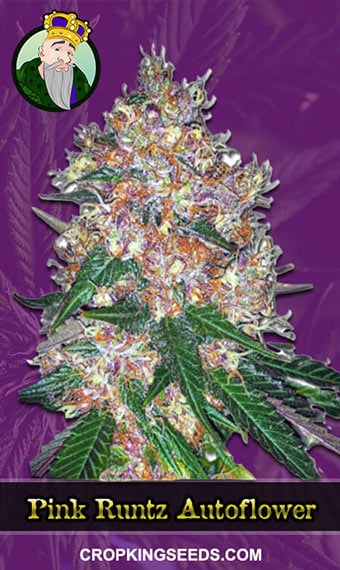 pink-runtz-autoflowering-image