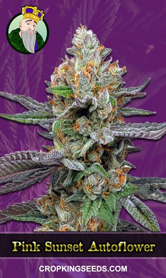 pink-sunset-autoflowering-image