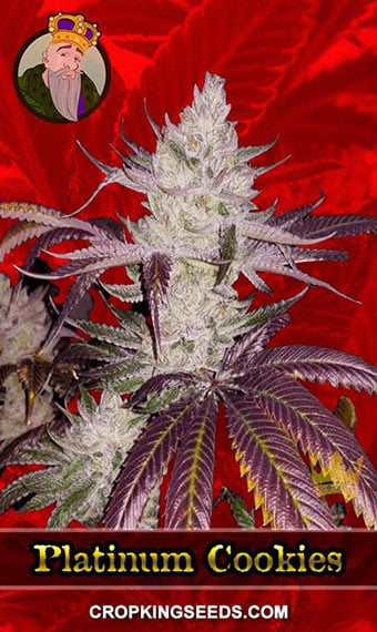 platinum-cookies-feminized-image