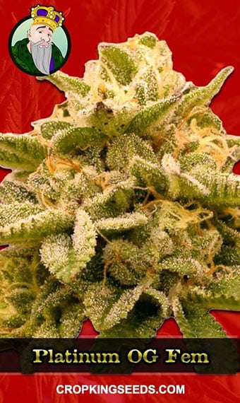 platinum-og-feminized-image