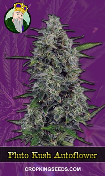 pluto-kush-autoflowering-image