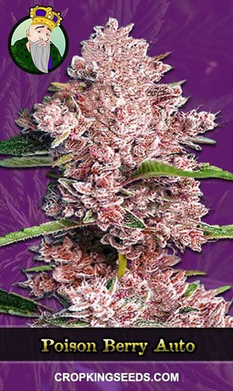 poison-berry-autoflowering-image