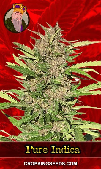 pure-indica-feminized-image