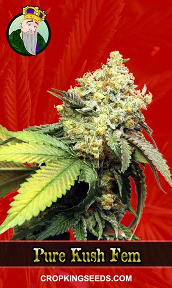 pure-kush-feminized-image