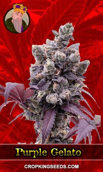 purple-gelato-feminized-image