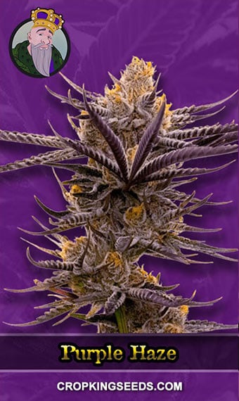 purple-haze-autoflower-image