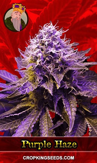 purple-haze-feminized-image