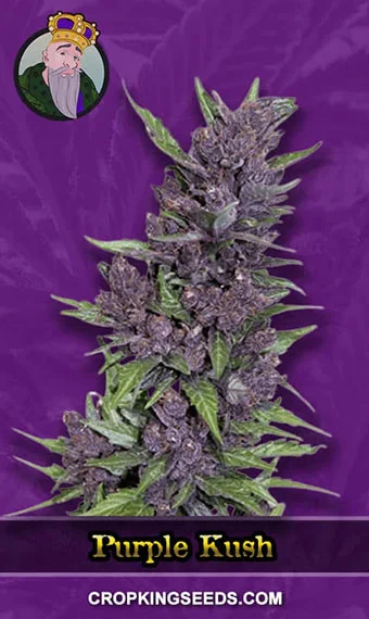 purple-kush-autoflowering-image