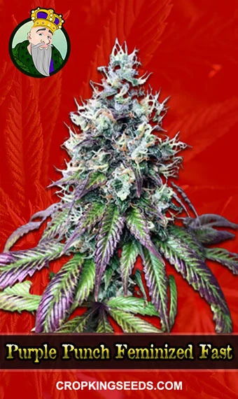 purple-punch-feminized-fast-version-image