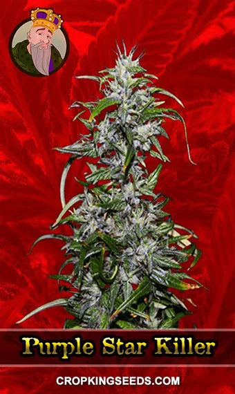 purple-star-killer-feminized-image