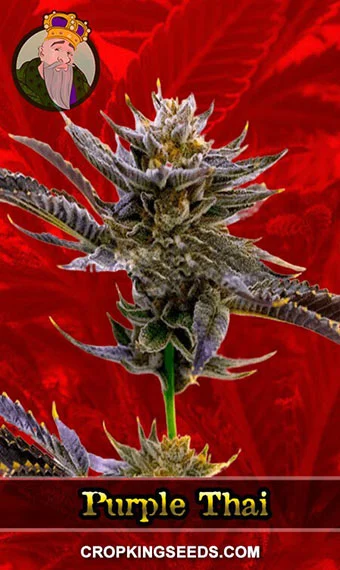 purple-thai-feminized-image