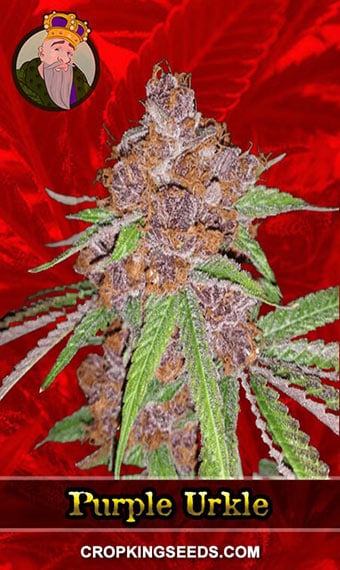 purple-urkle-feminized-image