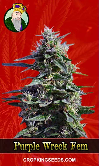 purple-wreck-feminized-image