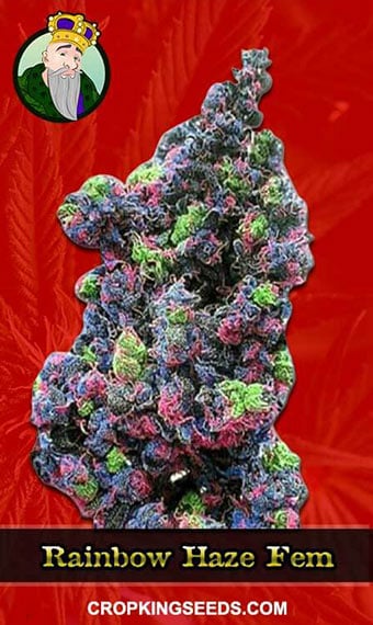 rainbow-haze-feminized-image