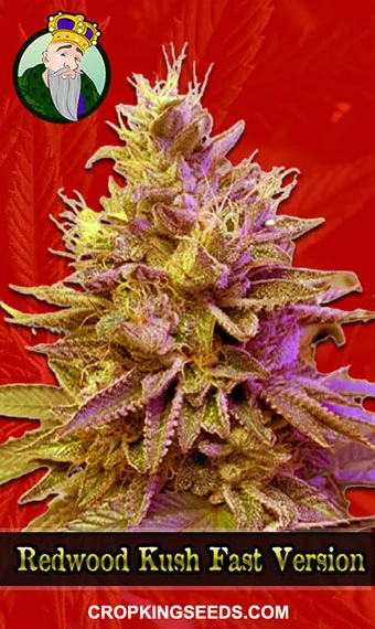 redwood-kush-fast-version-image