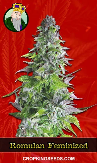 romulan-feminized-image