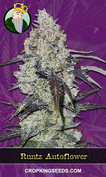 runtz-autoflowering-image