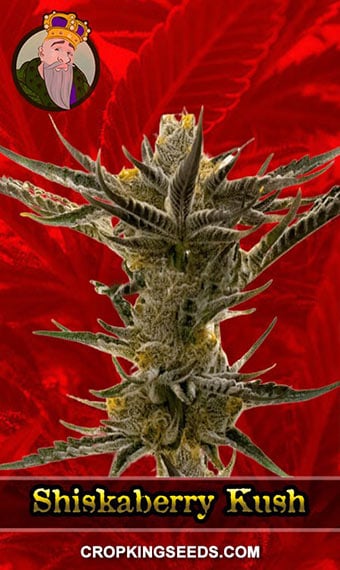 shiskaberry-kush-feminized-image