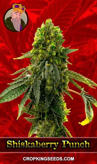 shiskaberry-punch-feminized-image