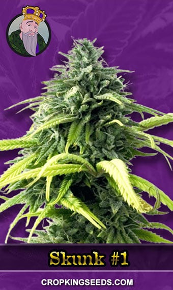 skunk-1-autoflowering-image