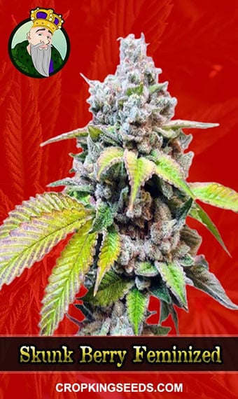 skunk-berry-feminized-image