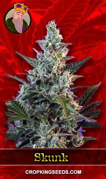 skunk-feminized-fast-version-image