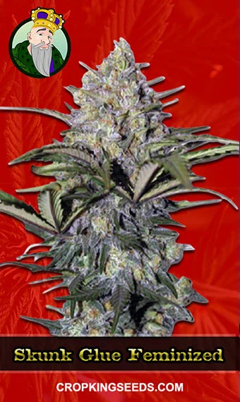 skunk-glue-feminized-image