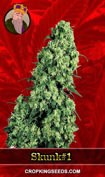 skunk1-feminized-image