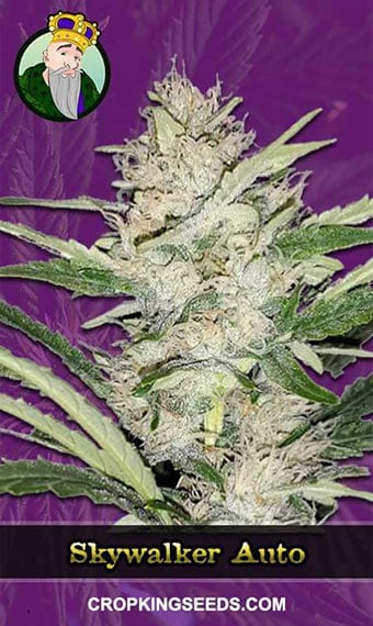 skywalker-autoflowering-image