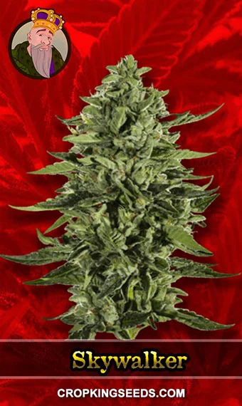 skywalker-feminized-image