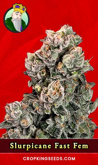 slurpicane-fast-version-feminized-image