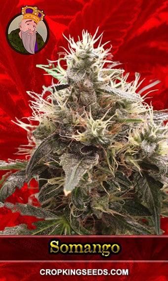 somango-feminized-image