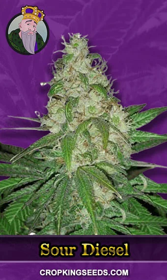 sour-diesel-autoflower-image