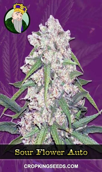 sour-flower-autoflowering-image