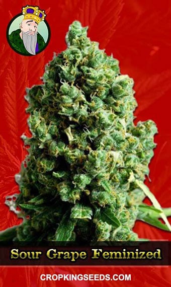 sour-grape-feminized-image