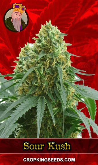 sour-kush-feminized-image