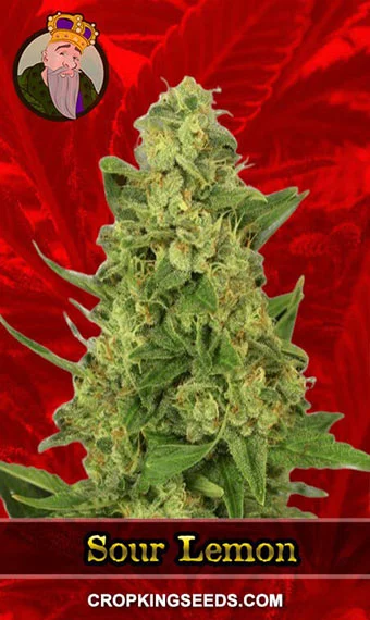 sour-lemon-feminized-image