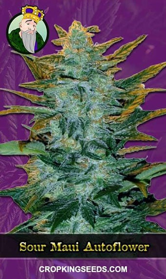 sour-maui-autoflowering-image