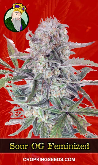 sour-og-feminized-image